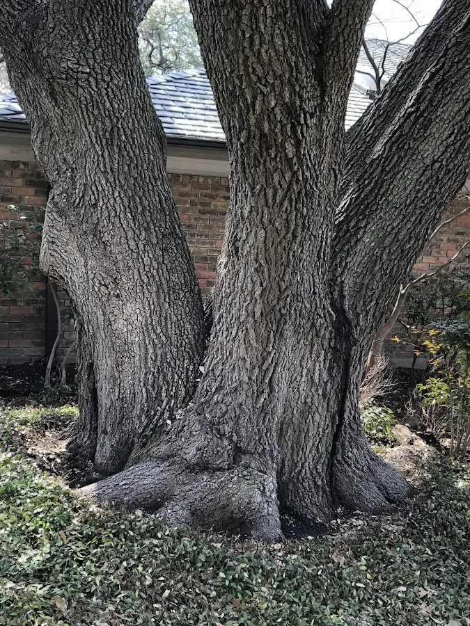 Mature heritage tree close to a Colton property cared for by certified arborists